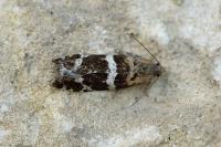 Epinotia fraternana