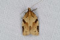 Clepsis spectrana