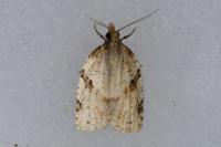 Clepsis spectrana