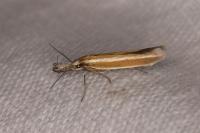 Pleurota aristella