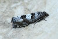 Epiblema similana