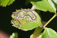 Stigmella anomalella