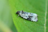 Celypha woodiana