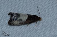 Notocelia cynosbatella