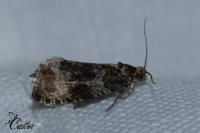 Celypha lacunana