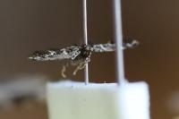 Narycia duplicella