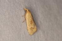 Cochylimorpha meridiana