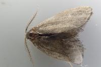 Psyche crassiorella