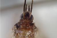 Psyche crassiorella