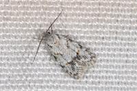 Symmoca signatella