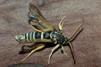 Paranthrene insolita polonica