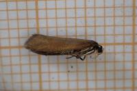 Roeslerstammia erxlebella