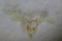 Roeslerstammia erxlebella