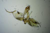 Schiffermuelleria schaefferella