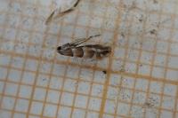 Phyllonorycter nicellii