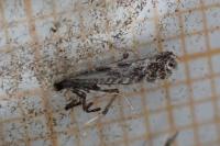 Parornix torquillella
