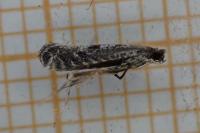 Parornix anglicella