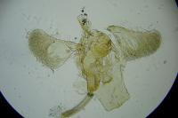 Parornix anglicella