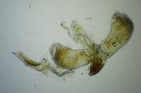 Caloptilia robustella