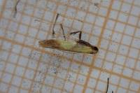 Caloptilia robustella