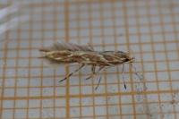 Pyroderces argyrogrammos