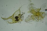 Pyroderces argyrogrammos