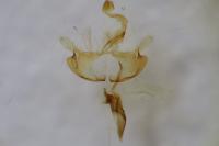 Coleophora deauratella