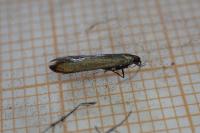Coleophora deauratella