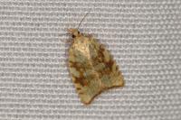 Aleimma loeflingiana