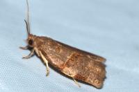 Archips rosana