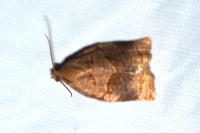 Archips rosana