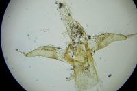 Phyllonorycter nicellii