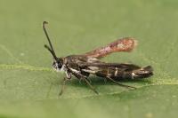 Pyropteron affine