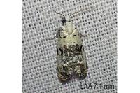 Phtheochroa sodaliana