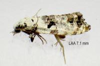 Phtheochroa sodaliana