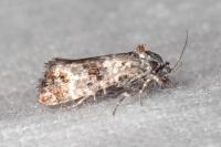 Hysterophora maculosana