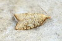 Aleimma loeflingiana