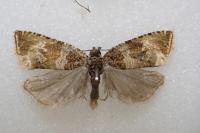 Celypha cespitana