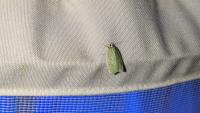 Tortrix viridana
