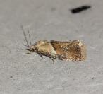 Cochylidia rupicola