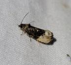 Hedya nubiferana