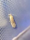Eucosma