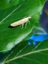 Ypsolopha falcella