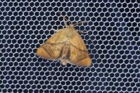 Apoda limacodes