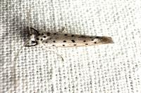 Yponomeuta