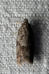 Cnephasia