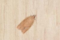 Clepsis consimilana