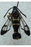 Synanthedon loranthi