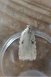 Agonopterix petasitis