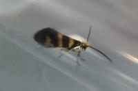 Micropterix allionella